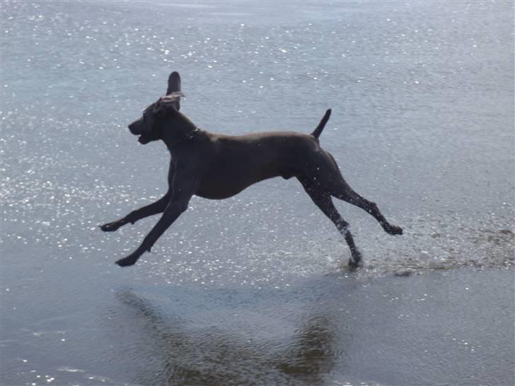 Weimaraner Hot shoot´s hero - jjjiiiiiiihhhhaaaaaaaaaaa billede 9