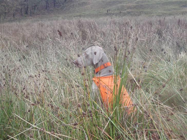 Weimaraner Hot shoot´s hero - øv øv hvorfor må jeg fange den...??? billede 10