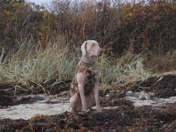 Weimaraner Hot shoot´s hero - kommer der snart noget fugl. billede 11