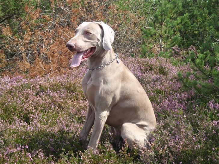 Weimaraner Hot shoot´s hero - puhh det er varmt om sommeren.... billede 12