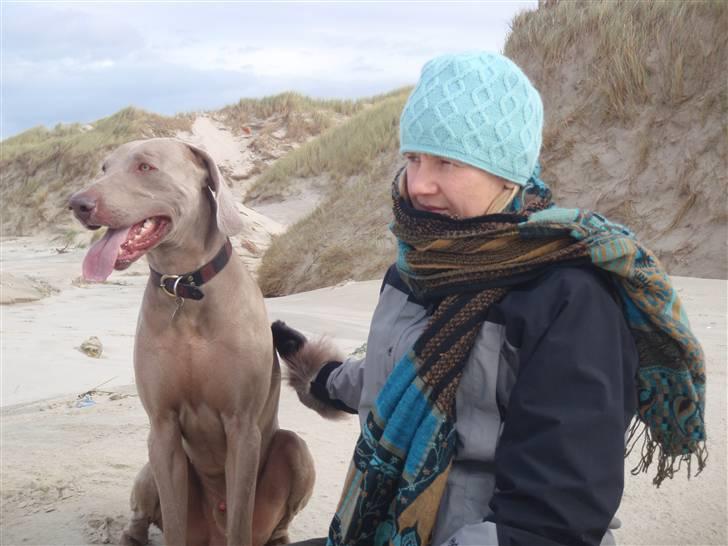 Weimaraner Hot shoot´s hero - det blæser lidt idag,, billede 13