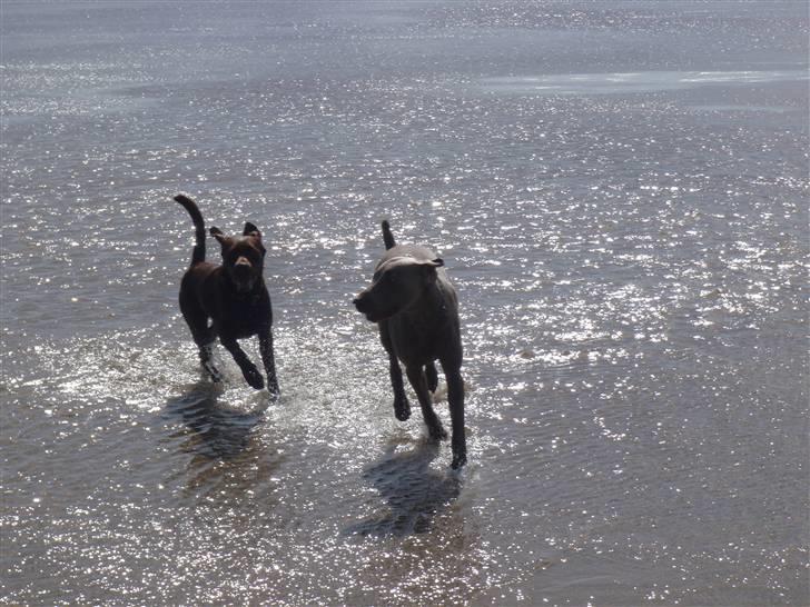 Weimaraner Hot shoot´s hero - okay jeg fanger dig først billede 15