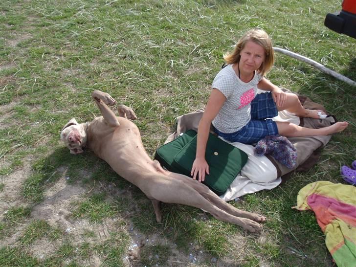 Weimaraner Hot shoot´s hero - har jeg fået sol nok på maven mor billede 16