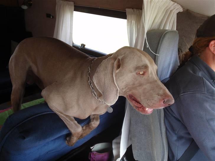 Weimaraner Hot shoot´s hero - er vi snart fremme far ... billede 17