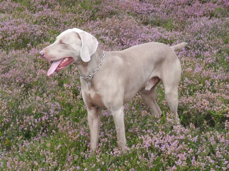 Weimaraner Hot shoot´s hero - øhh hvor blev musen af ?? billede 18
