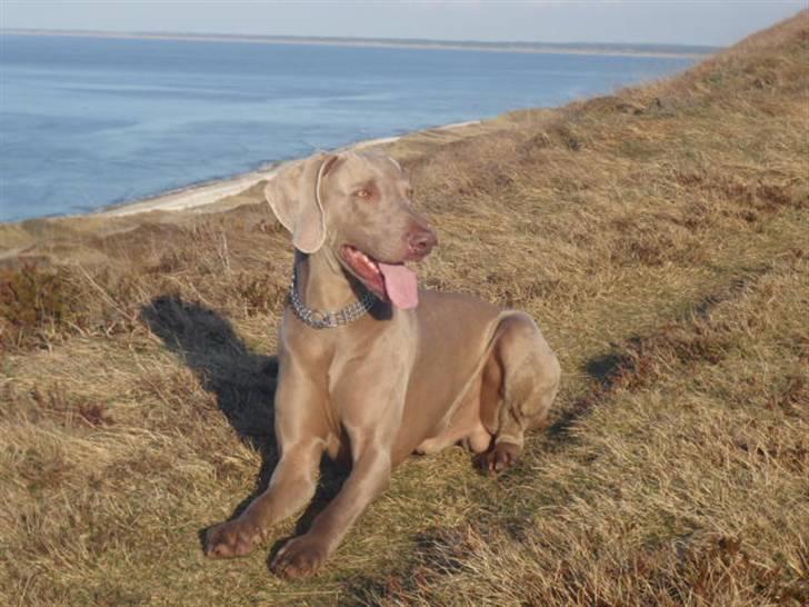 Weimaraner Hot shoot´s hero - sikke en udsigt her oppe fra billede 19