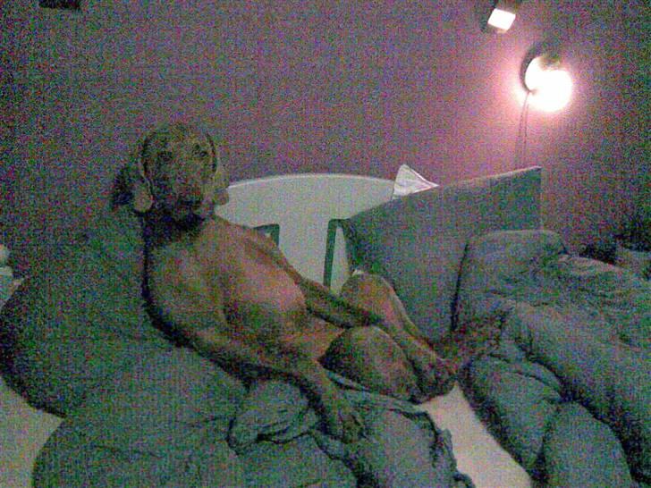Weimaraner Hot shoot´s hero - MIG oppe i sengen   det tror jeg ikke... billede 20
