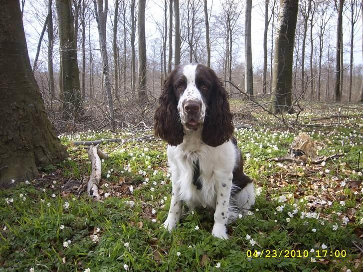Engelsk springer spaniel Harley - Harley i den skønne skovbund. billede 15
