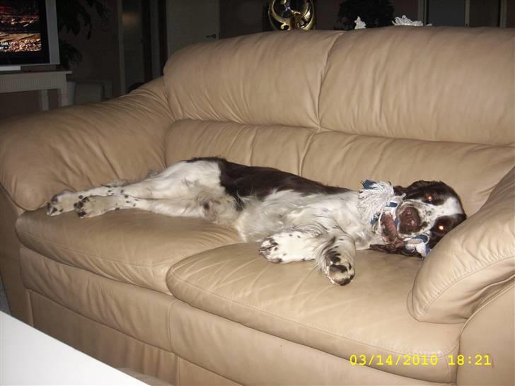 Engelsk springer spaniel Harley - Hvorfor stå når man kan ligge...  .) billede 16