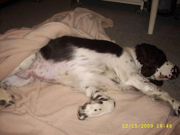 Engelsk springer spaniel Harley - Stakkels Harley er træt efter at have fået opereret en nål ud af tarmen.. billede 17