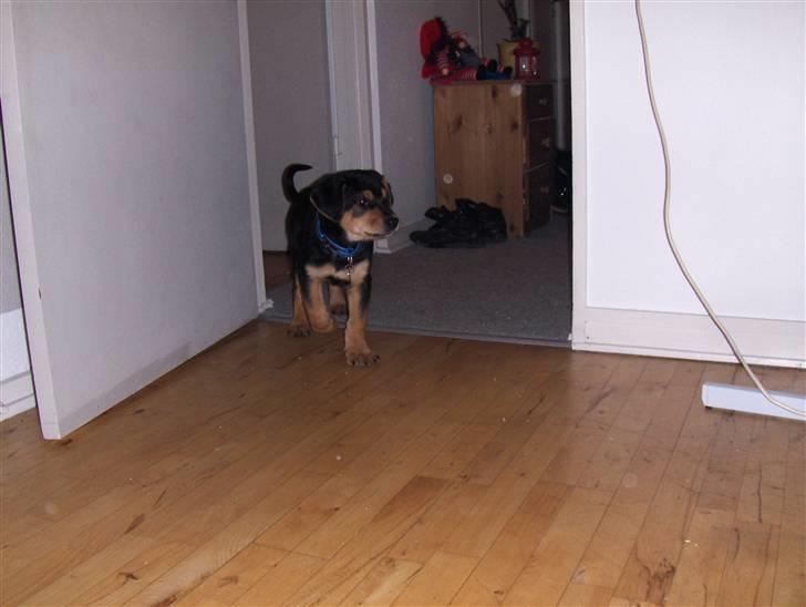 Blanding af racer Baloo billede 8