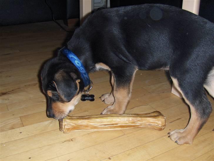 Blanding af racer Baloo billede 9