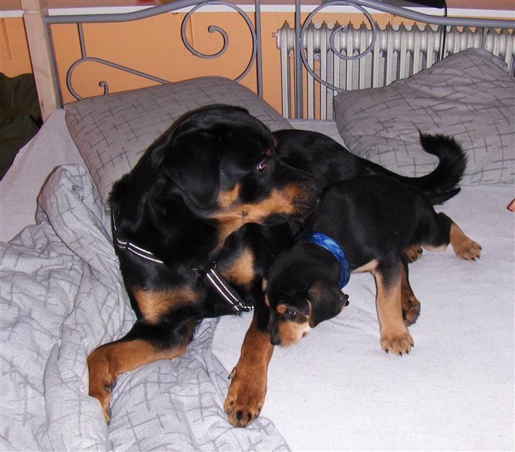 Blanding af racer Baloo billede 10