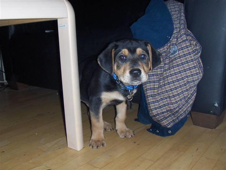 Blanding af racer Baloo billede 11