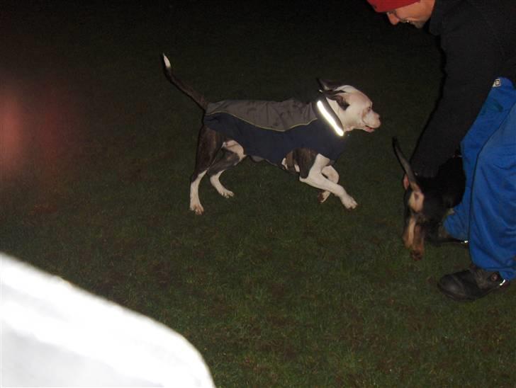 Blanding af racer Baloo billede 12