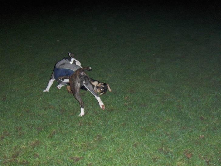 Blanding af racer Baloo billede 13