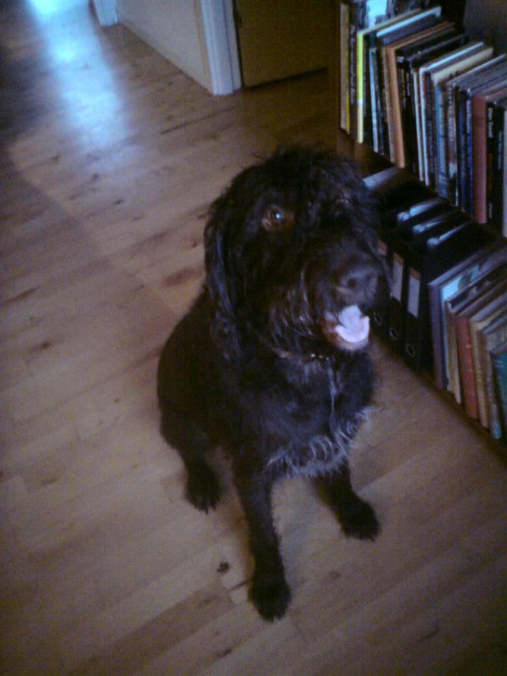 Ruhåret hønsehund Tristan billede 12