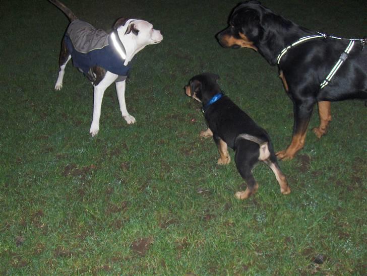 Blanding af racer Baloo billede 15