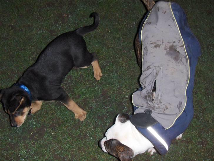 Blanding af racer Baloo billede 16