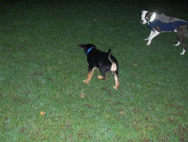 Blanding af racer Baloo billede 17