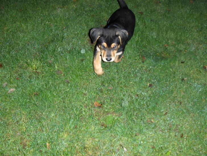 Blanding af racer Baloo billede 18