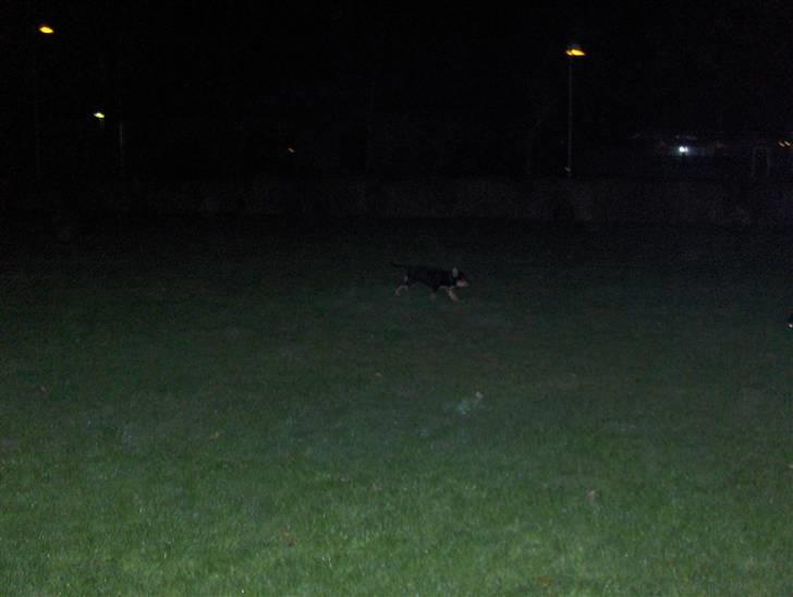 Blanding af racer Baloo billede 19