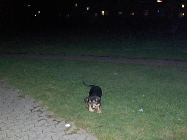 Blanding af racer Baloo billede 20