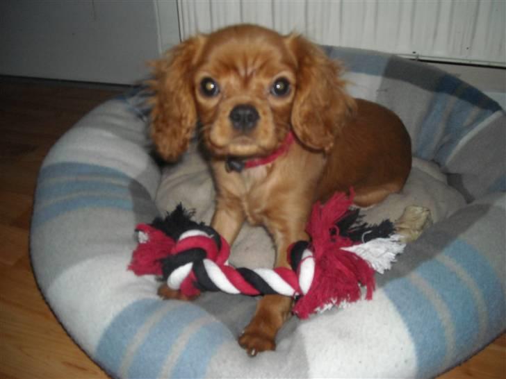 Cavalier king charles spaniel Minnie billede 10