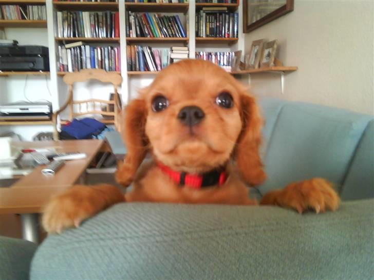 Cavalier king charles spaniel Minnie billede 11