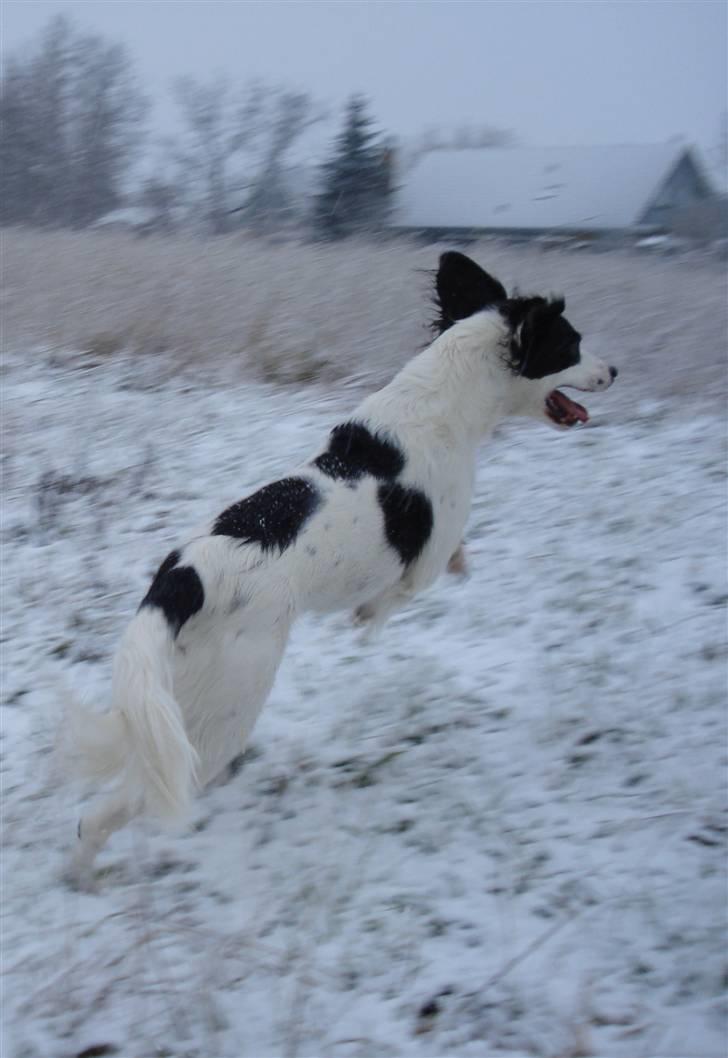 Blanding af racer Chips - Tjuhej det går. Sne pas på her kommer jeg! billede 15