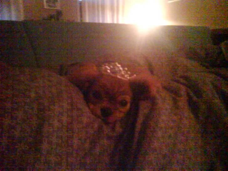 Cavalier king charles spaniel Minnie billede 12