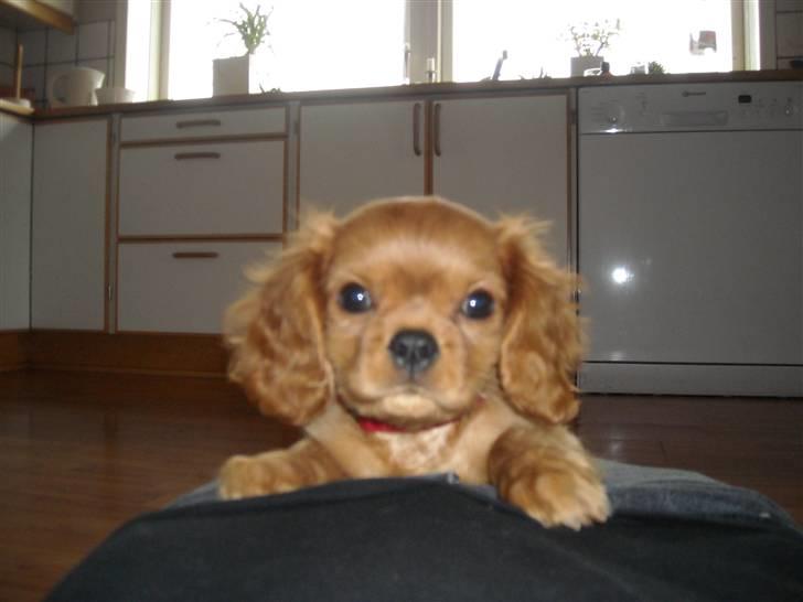 Cavalier king charles spaniel Minnie billede 13