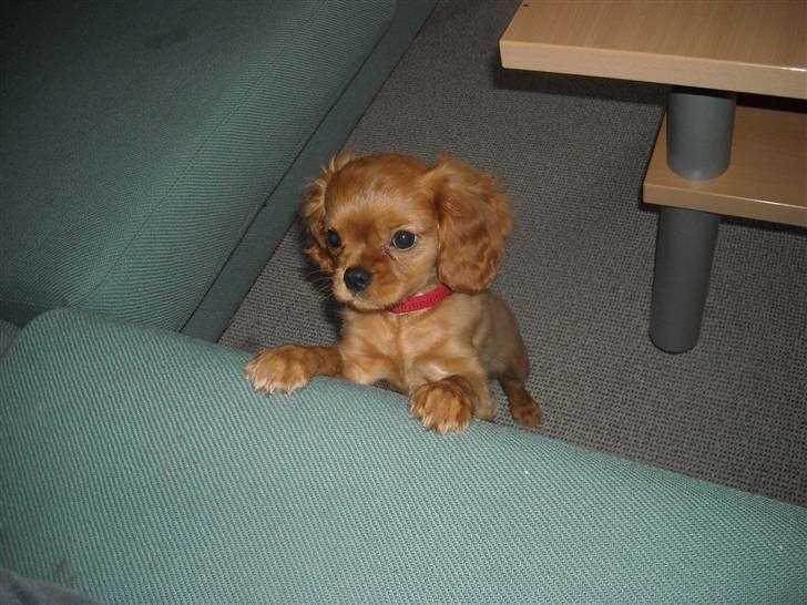 Cavalier king charles spaniel Minnie billede 14