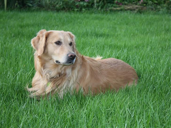 Golden retriever Gismo - Smukke-drengen september 2009. billede 17