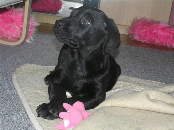 Labrador retriever Samson R.I.P billede 3