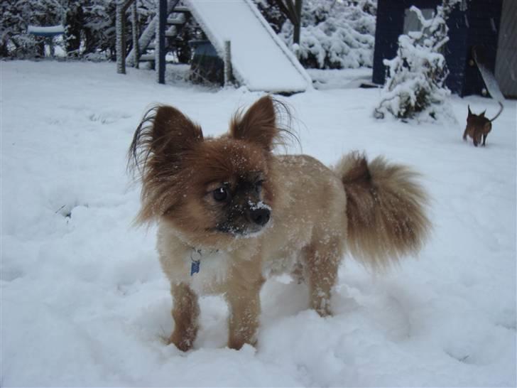 Blanding af racer timon billede 15