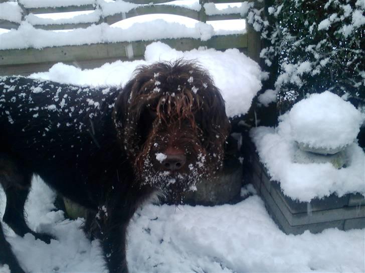 Ruhåret hønsehund Tristan billede 14