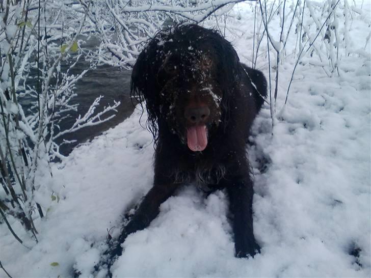 Ruhåret hønsehund Tristan - Uuuh sne sne sne !! billede 15