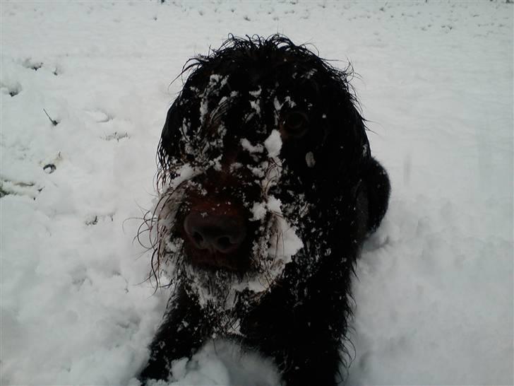 Ruhåret hønsehund Tristan - Det sku dejligt med alt den sne ..  billede 16