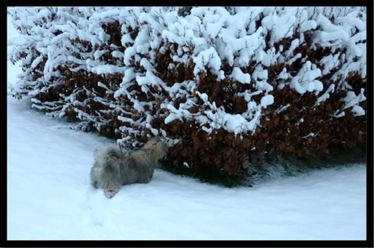 Lhasa apso Mason billede 8