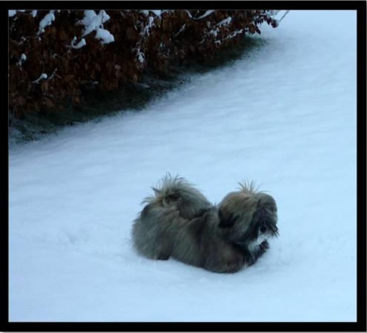 Lhasa apso Mason billede 9