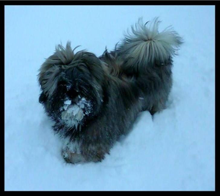 Lhasa apso Mason billede 10