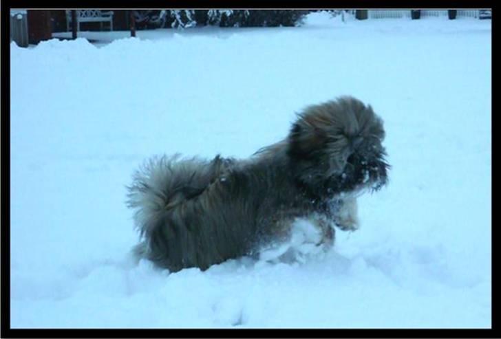 Lhasa apso Mason billede 11