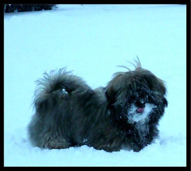 Lhasa apso Mason billede 12