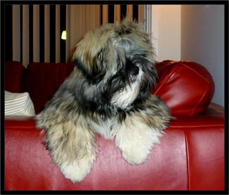 Lhasa apso Mason billede 13