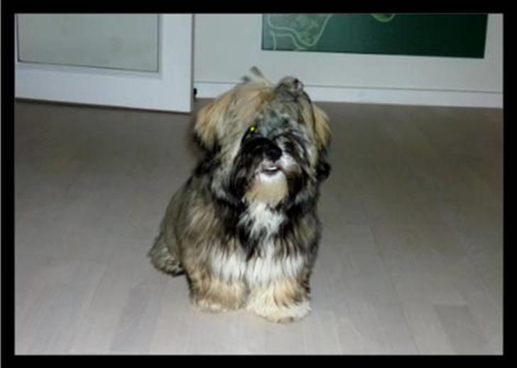 Lhasa apso Mason billede 14