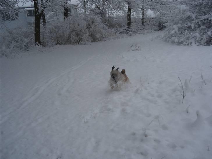 Pyrenæisk hyrdehund Coco billede 19