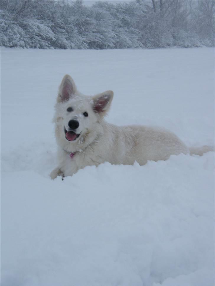 Hvid schæfer Isabell - 16 dec. Isa ser sne for første gang, og hun elsker det :-) billede 10