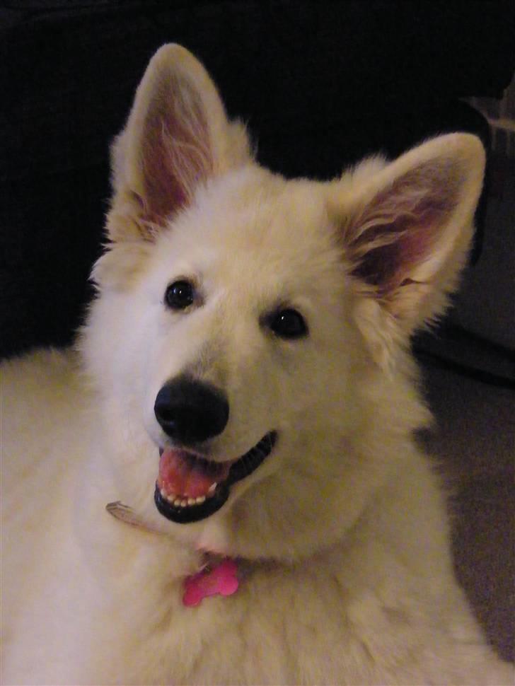 Hvid schæfer Isabell billede 11