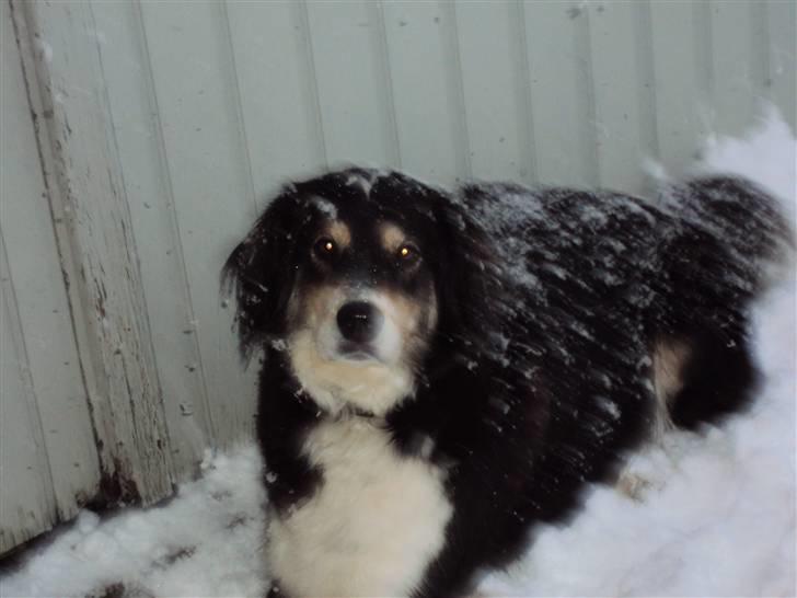 Blanding af racer tulle - mor vækkede mig lige billede 11